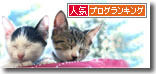 うちのとらまる