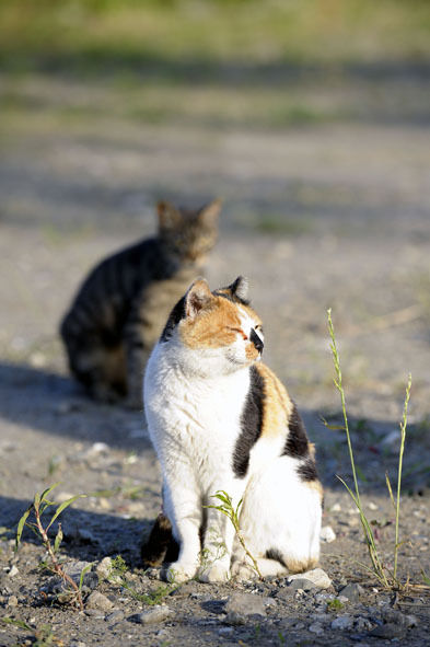 うちのとらまる