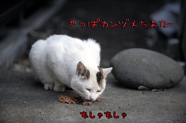 うちのとらまる