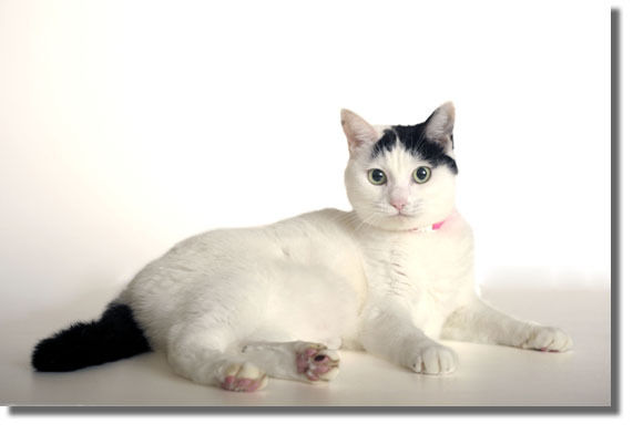 うちのとらまる