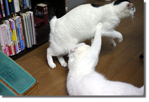 うちのとらまる