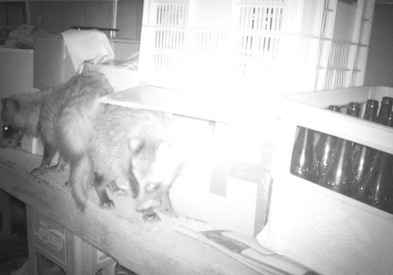 うちのとらまる