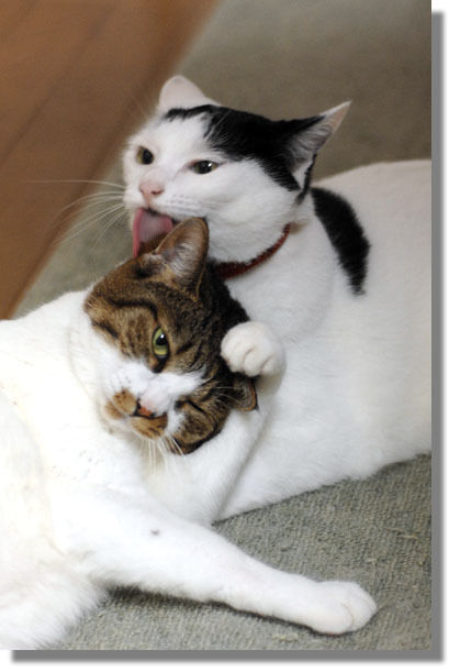 うちのとらまる