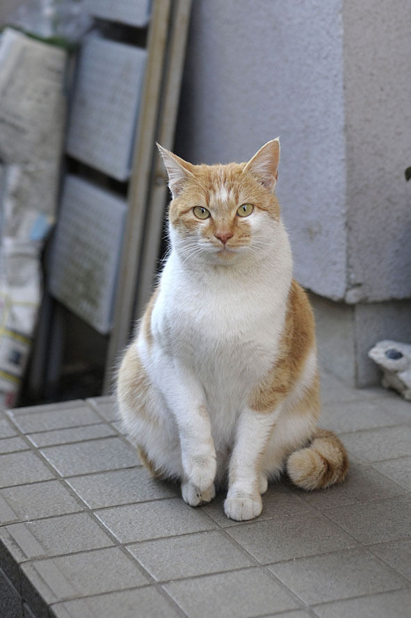 うちのとらまる