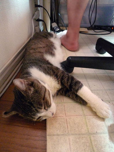 うちのとらまる