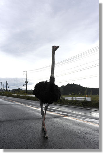 うちのとらまる