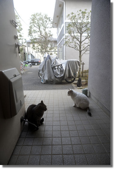 うちのとらまる