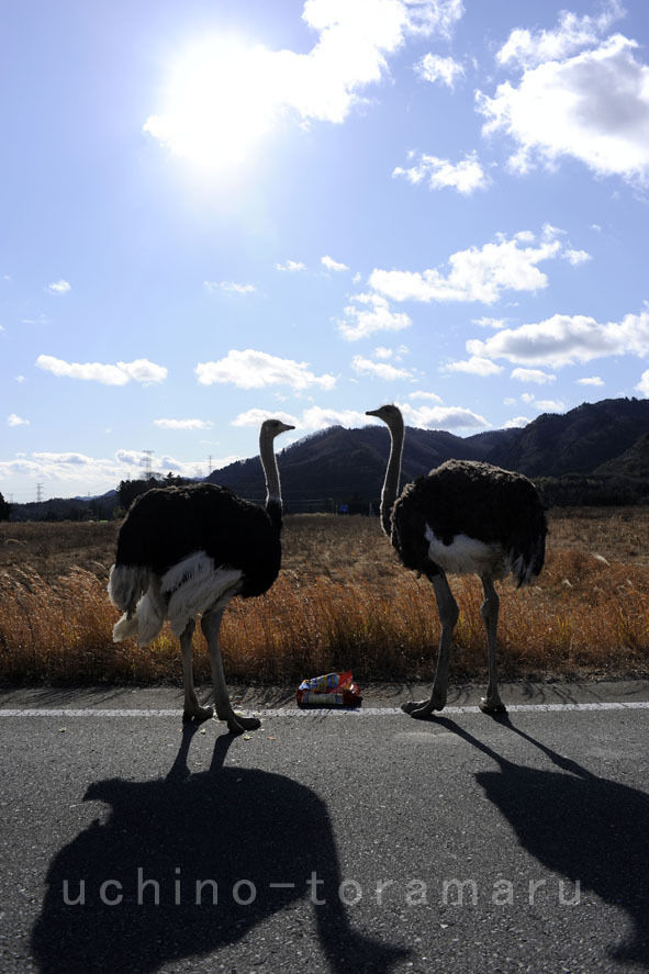 うちのとらまる