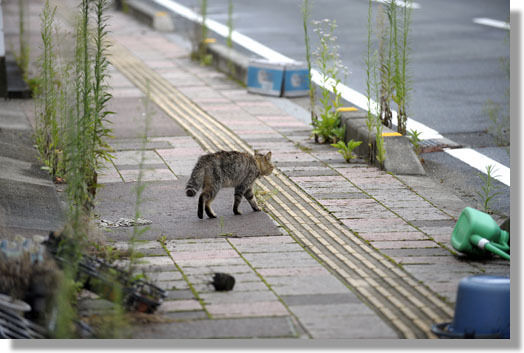 うちのとらまる