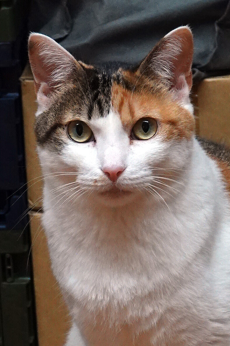 mala
