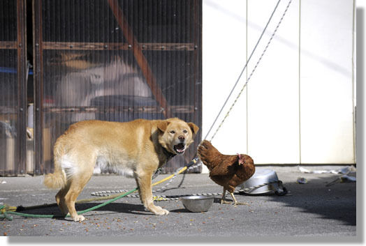 うちのとらまる