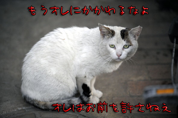 うちのとらまる