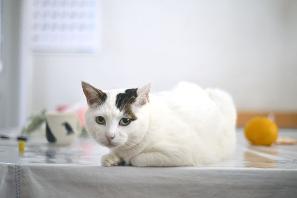 うちのとらまる