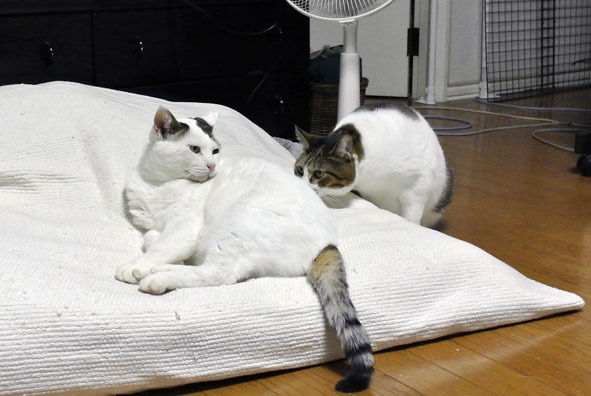 うちのとらまる