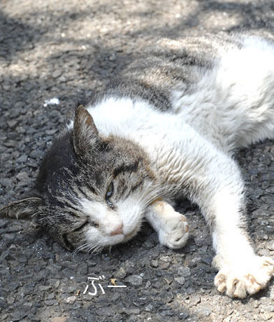 うちのとらまる