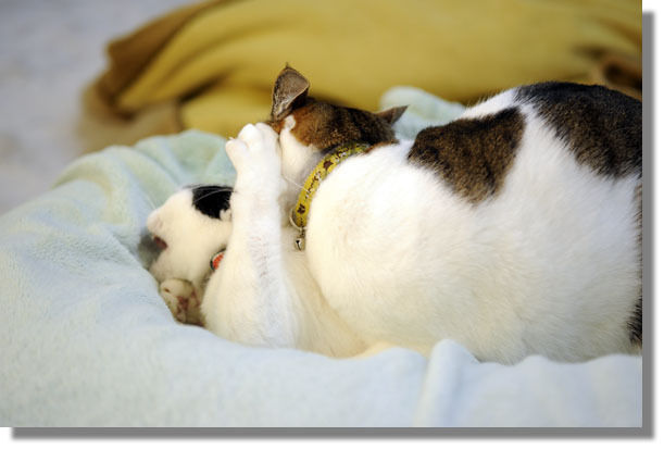 うちのとらまる