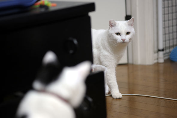 うちのとらまる