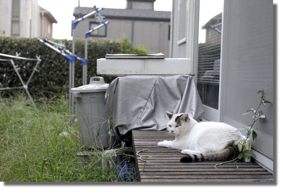 うちのとらまる