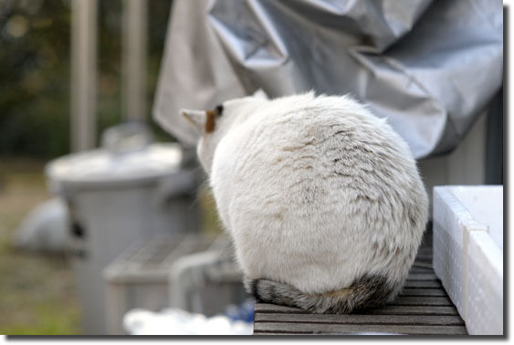 うちのとらまる