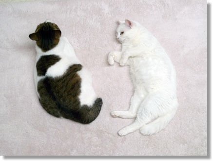 うちのとらまる