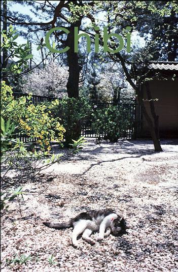 うちのとらまる