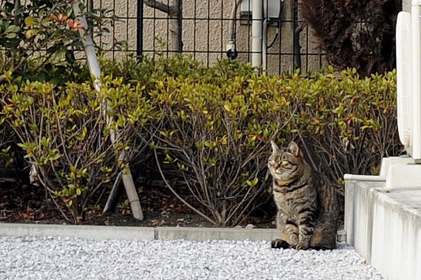 うちのとらまる