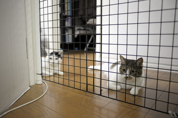 うちのとらまる