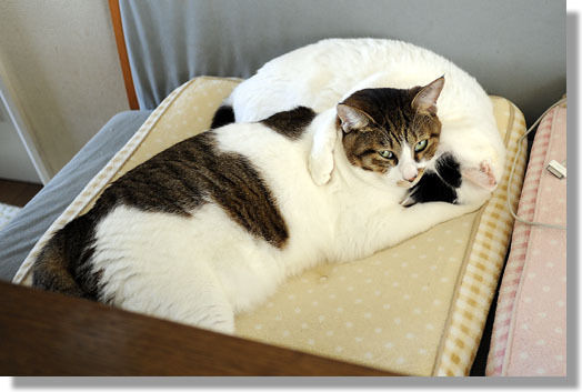 うちのとらまる
