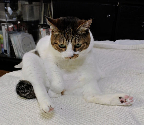 うちのとらまる