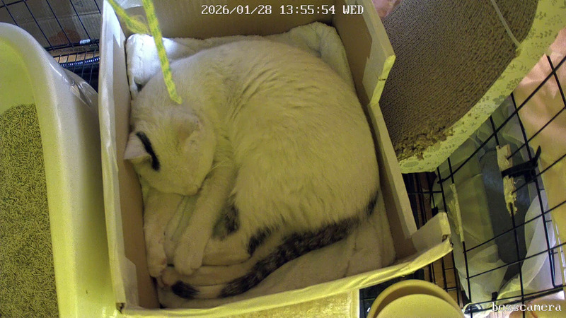 lbosscamera 2026-1-28 13-55-54
