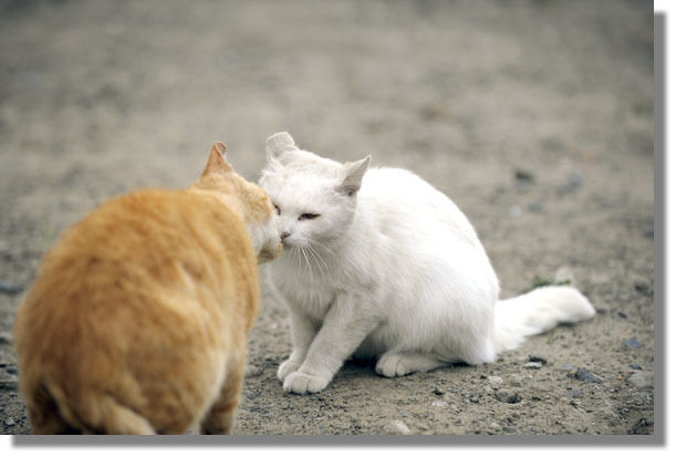 うちのとらまる