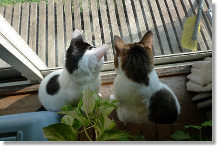 うちのとらまる