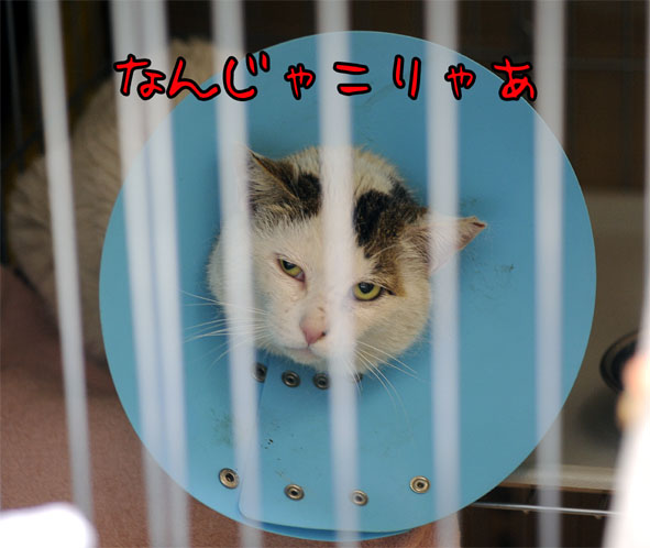 うちのとらまる