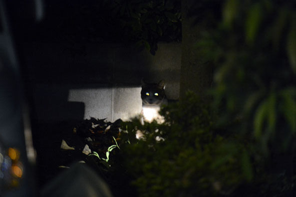 うちのとらまる