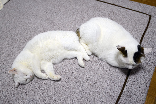 うちのとらまる