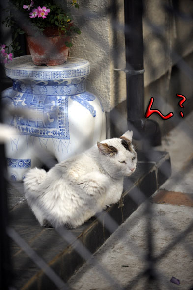 うちのとらまる