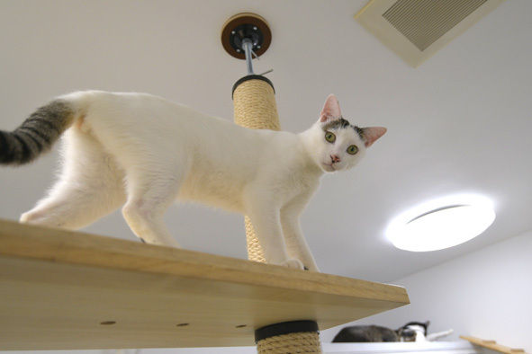 藤沢駅前 保護猫カフェ 湘にゃ庵 うちのとらまる Powered By ライブドアブログ 藤沢駅前 保護猫カフェ 湘にゃ庵 うちのとらまる Powered By ライブドアブログ