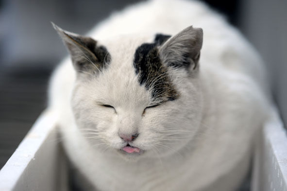 うちのとらまる
