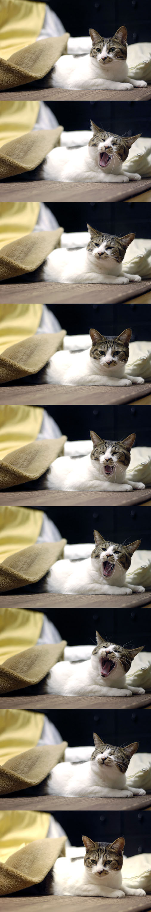 うちのとらまる