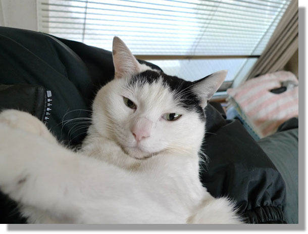 うちのとらまる
