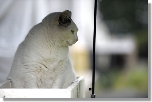 うちのとらまる