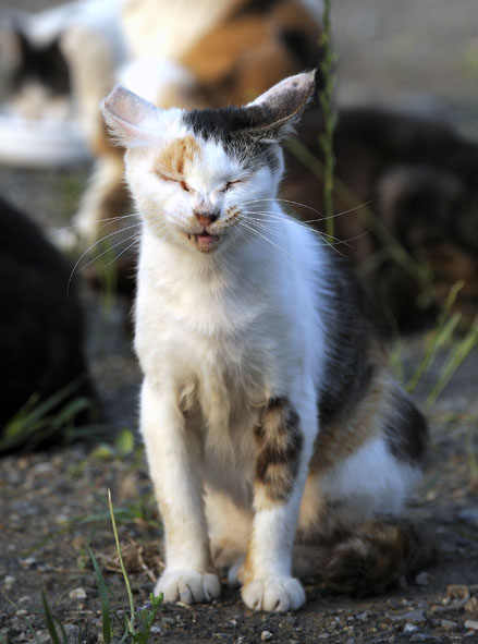 うちのとらまる