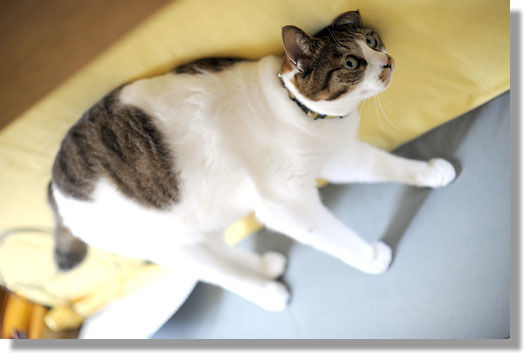 うちのとらまる