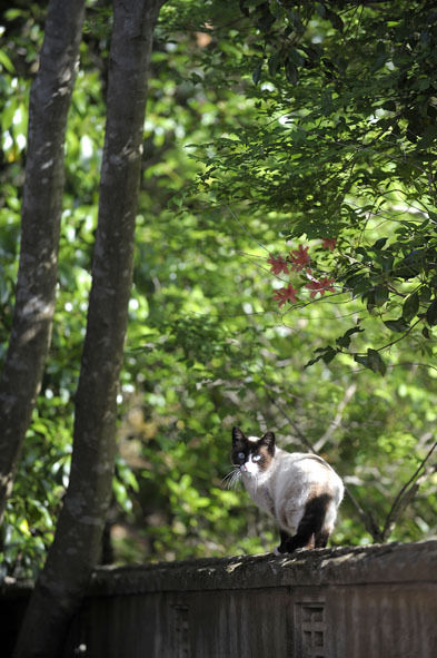 うちのとらまる