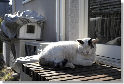うちのとらまる
