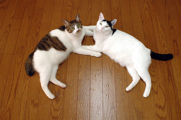 うちのとらまる