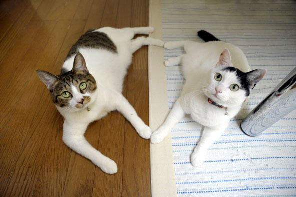 うちのとらまる