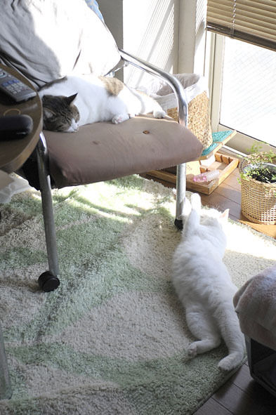 うちのとらまる