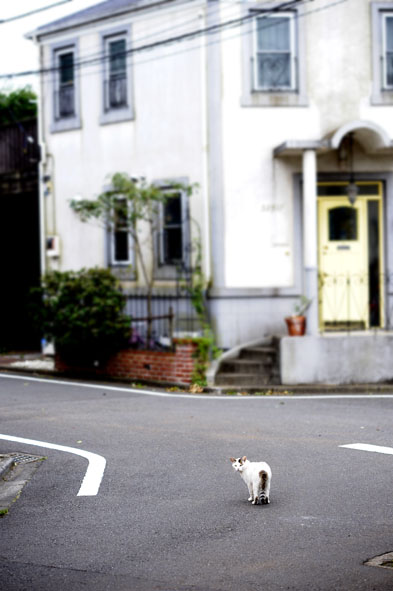 うちのとらまる