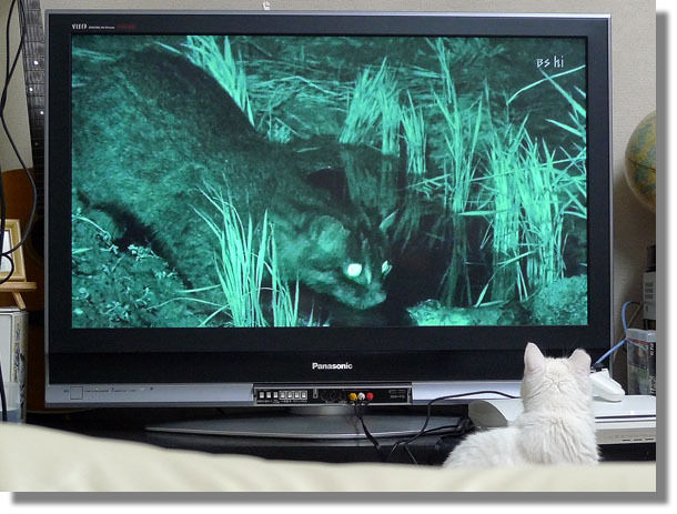 うちのとらまる